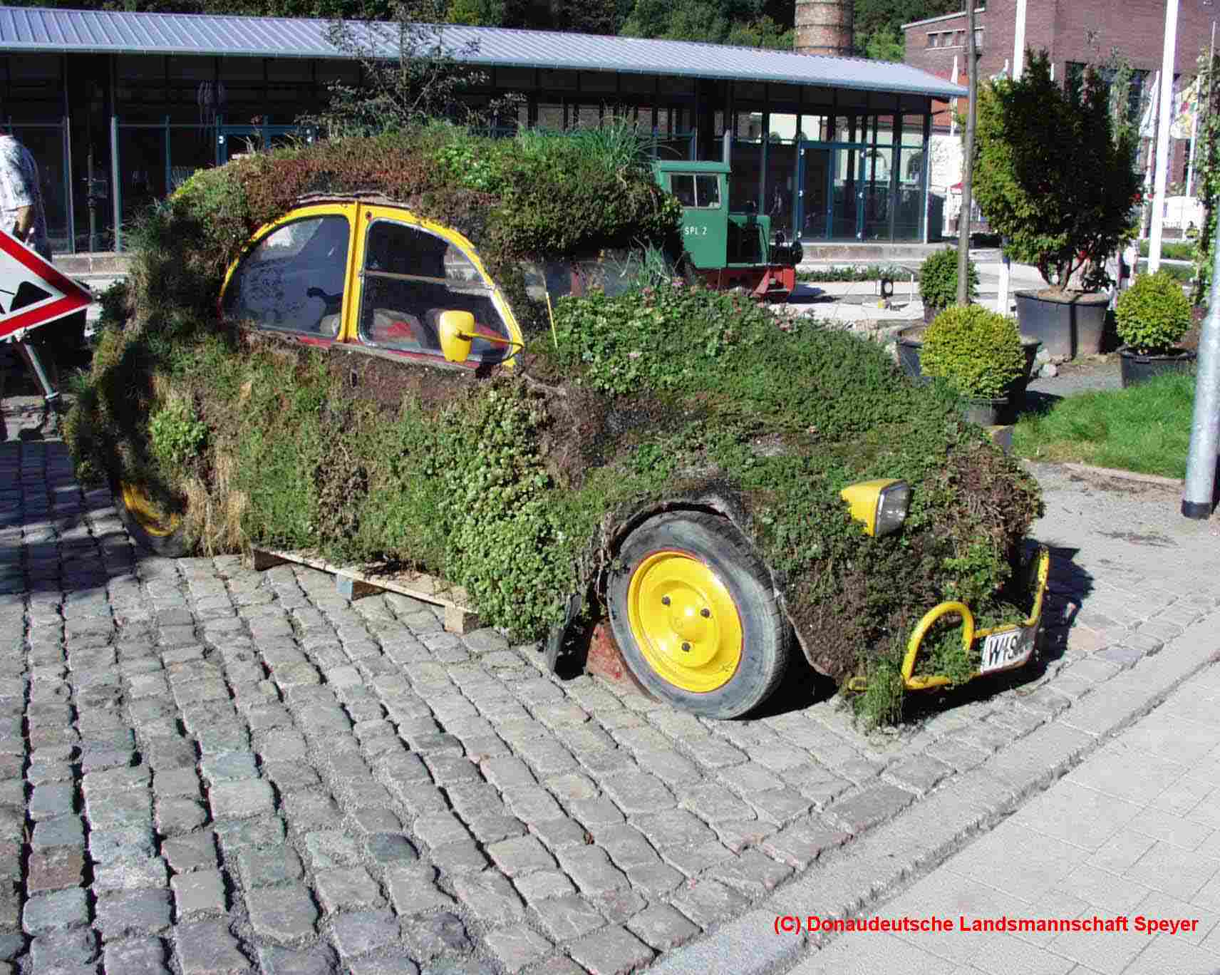 WiesenEnte_01.jpg (226762 Byte)